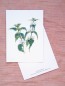 Preview: Premium Postkarte "Taubnessel"